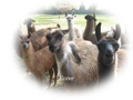 http://www.manintveld.com/